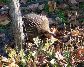 echidna among dry vine leaves