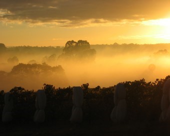 Fog ower the vineyard