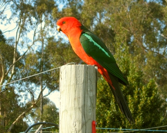 king parrot